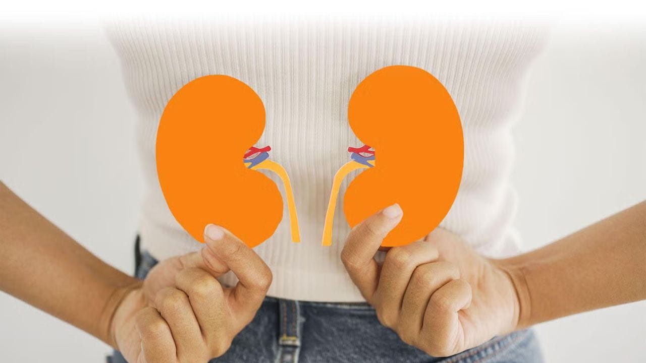 તમારી કિડની તમારા લોહીને સાફ કરવામાં, પ્રવાહીને સંતુલિત કરવામાં અને બ્લડ પ્રેશરને નિયંત્રિત કરવામાં મદદ કરે છે.આવી સ્થિતિમાં, કિડનીને પણ સંપૂર્ણ કાળજીની જરૂર છે. પરંતુ ઘણા લોકો એવા છે જે રોજિંદા જીવનમાં તેની કાળજી લેવામાં અસમર્થ હોય છે.