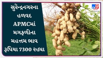 APMC Market Rates : સુરેન્દ્રનગરના હળવદ APMCમાં મગફળીના મહત્તમ ભાવ રૂપિયા 7300 રહ્યા, જાણો જુદા-જુદા પાકના ભાવ APMC Market Rates : સુરેન્દ્રનગરના હળવદ APMCમાં મગફળીના મહત્તમ ભાવ રૂપિયા 7300 રહ્યા, જાણો જુદા-જુદા પાકના ભાવ