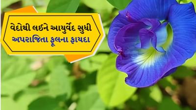 જો તમે મંગળવારે અપરાજિતા સંબંધિત એક નાનો ઉપાય કરો છો, તો તમે દુશ્મનોના અવરોધો દૂર કરી શકો છો અને ભગવાન હનુમાનના વિશેષ આશીર્વાદ પણ મેળવી શકો છો. આ માટે મંગળવારે સ્નાન કરો અને લાલ વસ્ત્રો પહેરો. હવે બજરંગબલીના ચરણોમાં અપરાજિતાના તાજા ફૂલો અર્પણ કરો અને 'ૐ હં હનુમતે નમઃ' મંત્રનો 108 વખત જાપ કરો. આ ઉપાય કરવાથી વ્યક્તિ દુશ્મનો પર વિજય મેળવી શકે છે અને જીવનમાં આવતા અવરોધોથી પણ મુક્તિ મેળવી શકે છે.