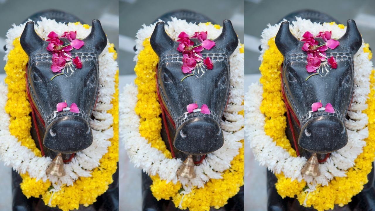 જ્યારે ભગવાન શિવની પૂજા કરવામાં આવે છે, ત્યારે તેમની સાથે નંદી મહારાજની પણ પૂજા કરવામાં આવે છે. તમે હંમેશા જોયું હશે કે ભગવાન શિવના મંદિરમાં પ્રવેશતા પહેલા, ભગવાન શિવના પ્રિય નંદી મહારાજ બહાર બેઠા હોય છે.