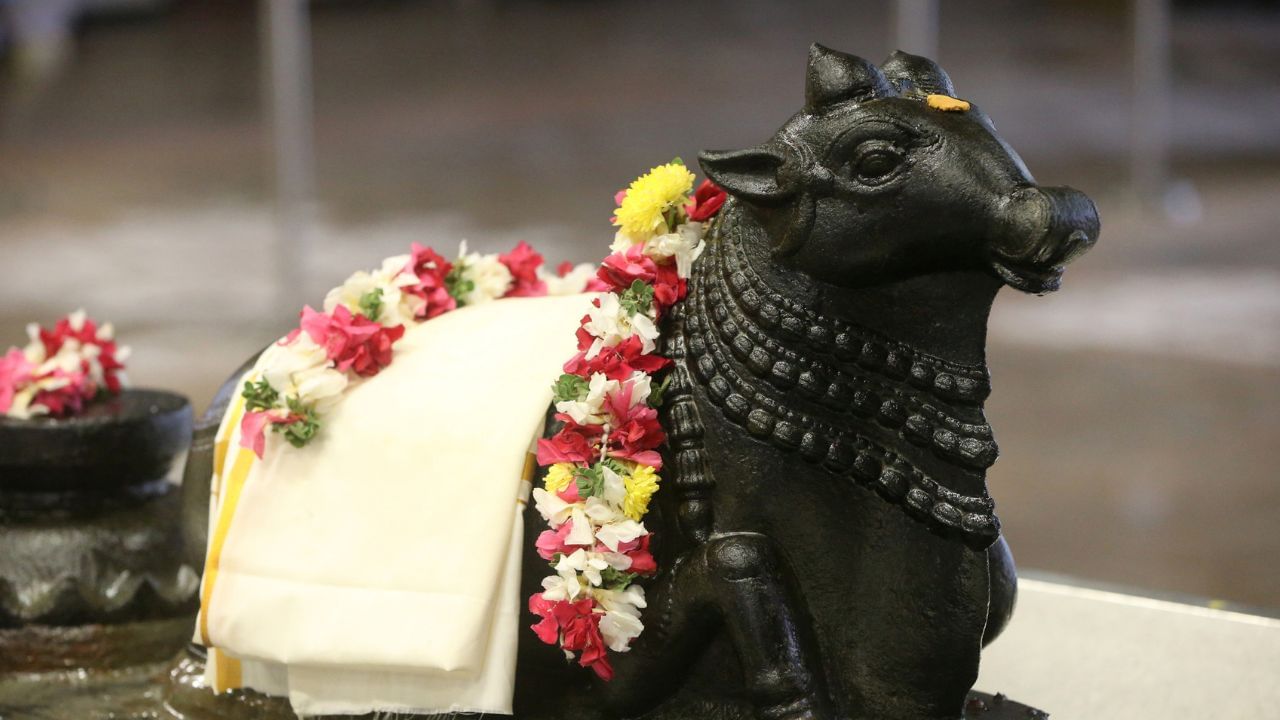 તમારી ઇચ્છા વ્યક્ત કરતા પહેલા, ઓમ નમઃ શિવાય બોલો અને પછી તમારી ઇચ્છા વ્યક્ત કરો. એવું માનવામાં આવે છે કે આમ કરવાથી, ફક્ત સાત દિવસમાં, નંદી મહારાજ ભગવાન શિવને આ ઇચ્છા પહોંચાડશે અને તેમના આશીર્વાદ તમારા પર રહેશે.(ડિસ્ક્લેમર : ઉપરોક્ત આપેલી જાણકારી વાસ્તુશાસ્ત્ર અને જ્યોતિષ શાસ્ત્રમાં આપેલી માહિતીના આધારે લેવામાં આવી છે. TV9 ગુજરાતી તેની પુષ્ટી કરતું નથી.) (All Image - Getty Image ) 