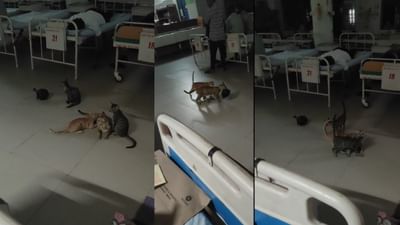 Ahmedabad : સિવિલ હોસ્પિટલમાં બિલાડીઓનો આતંક, બિલાડીના ઉધામાના અનેક દ્રશ્યો કેમેરામાં કેદ, જુઓ Video