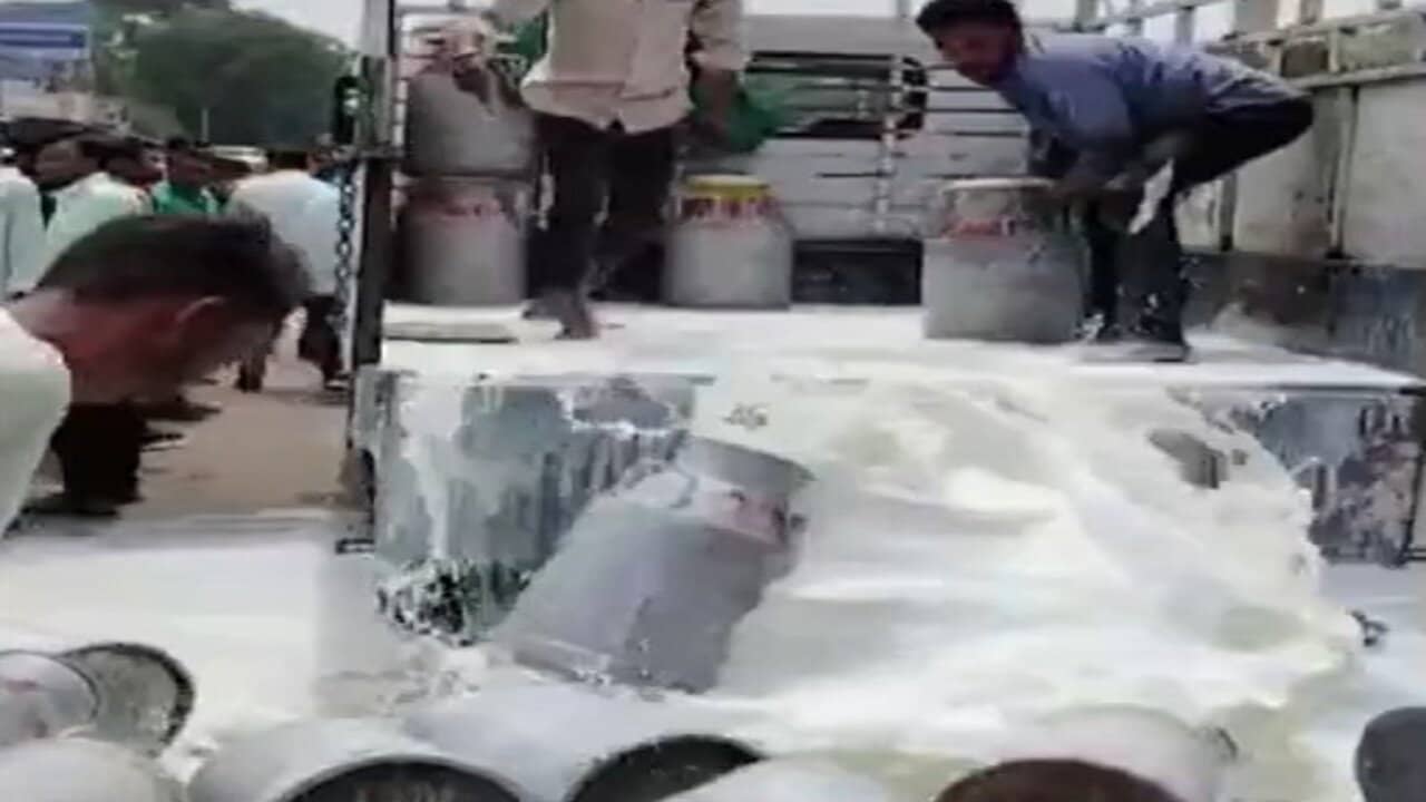 સાબર ડેરી સામે પશુપાલકોનો રોષ, વાહનોમાંથી દૂઘ ઢોળી નાખ્યું, જુઓ વીડિયો