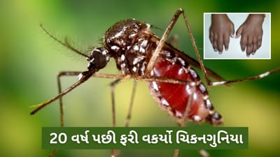 20 વર્ષ પછી ફરી કેમ ખતરો બની રહ્યો છે ચિકનગુનિયા, જાણો તેના લક્ષણો ? ભારતમાં માટે આ રોગ કેટલો ખતરનાક ?