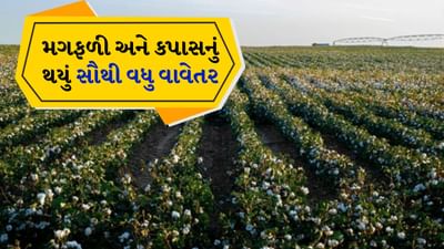 ગુજરાતમાં સાર્વત્રિક વરસાદ, કપાસ અને મગફળી પાકનું સૌથી વધુ વાવેતર