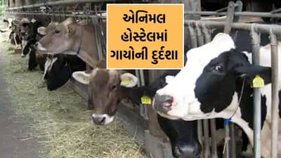 રાજકોટમાં અનિમલ હોસ્ટેલમાં ગાયોની દુર્દશાના દૃશ્યો આવ્યા સામે, કિચડમાં ગાયોના મોત થતા હોવાના આક્ષેપ- Video