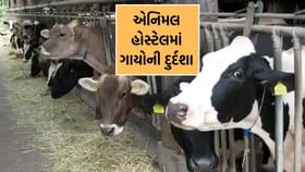 રાજકોટમાં મવડીમાં આવેલી એનિમલ હોસ્ટેલમાં ગાયોની દુર્દશાનો જુઓ વીડિયો રાજકોટમાં મવડીમાં આવેલી એનિમલ હોસ્ટેલમાં ગાયોની દુર્દશાનો જુઓ વીડિયો