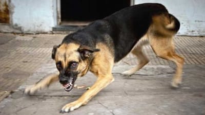 Breaking News : ઉમરપાડામાં 15 જેટલા શ્વાને મહિલા પર કર્યો હુમલો, મહિલાનું દર્દનાક મોત,જુઓ Video Breaking News : ઉમરપાડામાં 15 જેટલા શ્વાને મહિલા પર કર્યો હુમલો, મહિલાનું દર્દનાક મોત,જુઓ Video