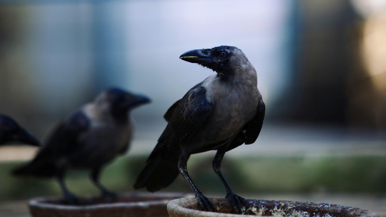 ધાર્મિક માન્યતા અનુસાર, કાગડાને રોટલી ખવડાવવાથી ઘરમાં સુખ-શાંતિ રહે છે અને દેવાથી પણ મુક્તિ મળે છે.