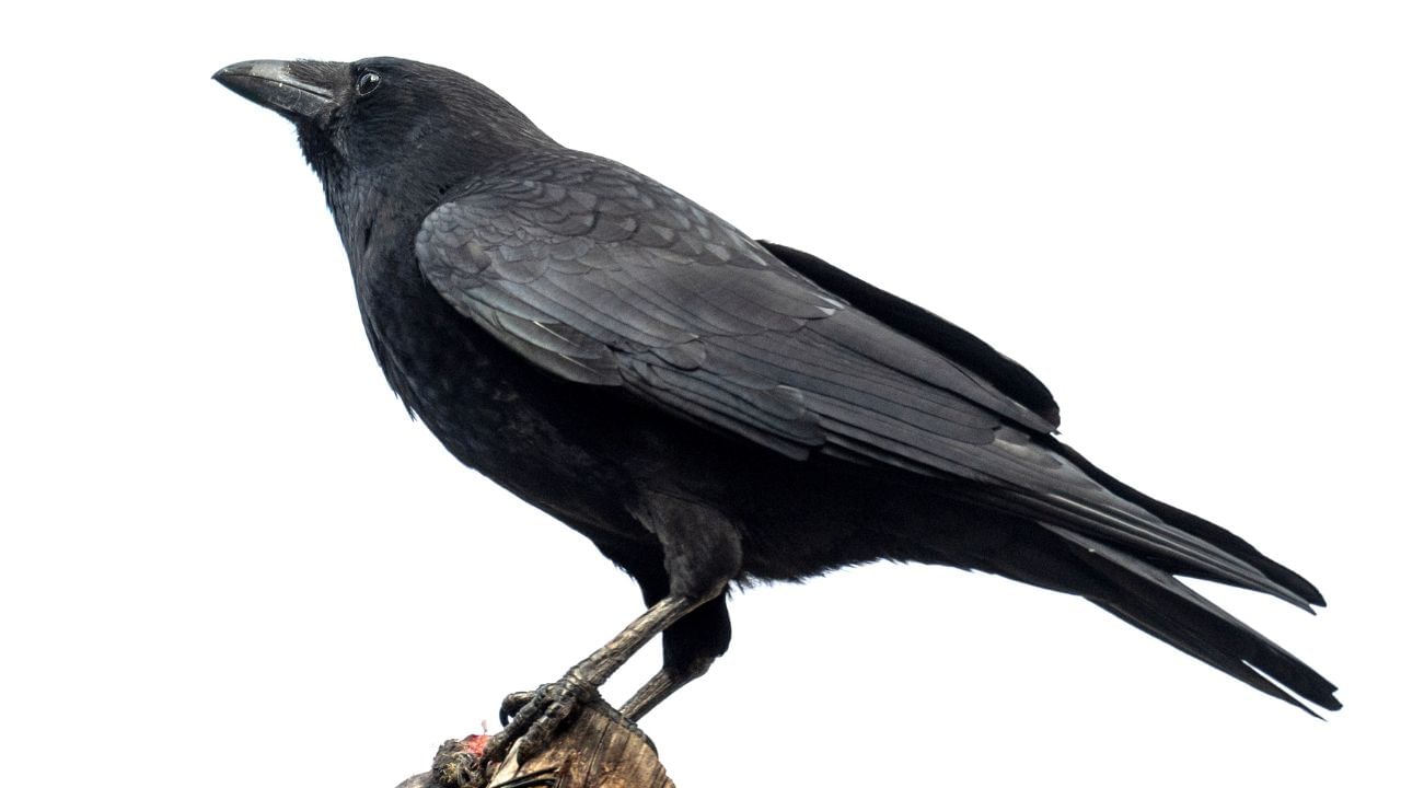 જ્યોતિષ શાસ્ત્ર અનુસાર, કાગડાને રોજ રોટલી ખવડાવવાથી કુંડળીમાં અશુભ ગ્રહોની અસર દૂર થાય છે, ખાસ કરીને રાહુ-કેતુના દોષોથી પણ મુક્તિ મળે છે.