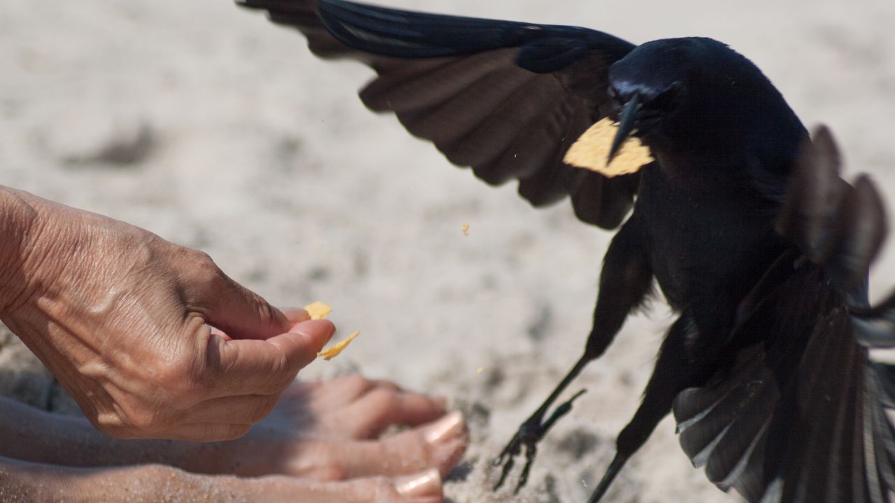 દરરોજ કાગડાઓને રોટલી ખવડાવવાથી શનિ દોષથી રાહત મળે છે, જે જીવનમાં આવતી ઘણી અડચણો દૂર કરે છે.