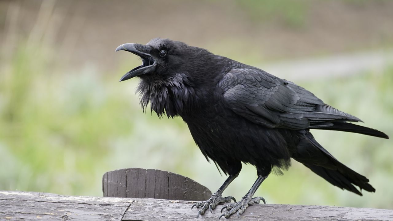 (નોંધ : અહીં આપવામાં આવેલી માહિતી ધાર્મિક મનેતાઓના આધારે ફક્ત આપની જાણકારી માટે છે.)