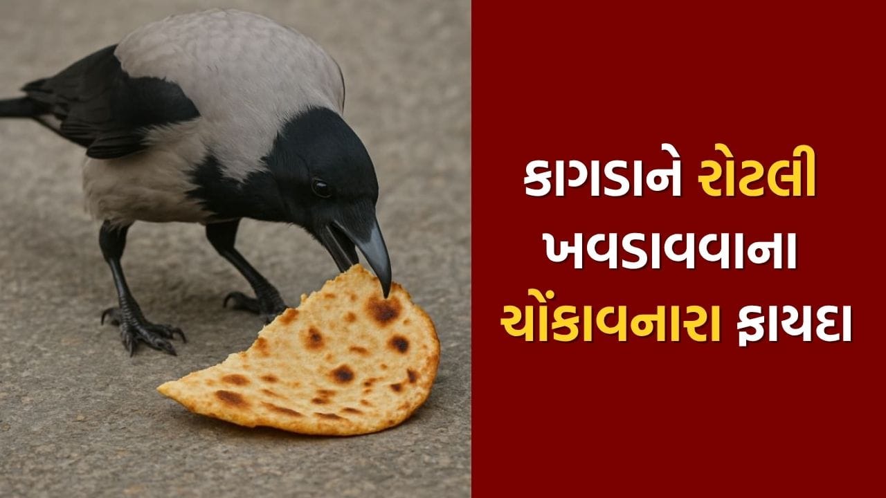 ધાર્મિક માન્યતાઓ અનુસાર, દરરોજ કાગડાને રોટલી ખવડાવવાથી પિતૃ દોષથી મુક્તિ, ઘરમાં શાંતિ અને સુખ અને રાહુ-કેતુના દોષથી મુક્તિ વગેરે જેવા ઘણા ફાયદા થાય છે.