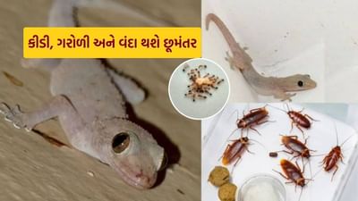 આપણે બધાને આપણું ઘર સ્વચ્છ રાખવાનું ગમે છે, પરંતુ આ ગંદા દેખાતા જંતુઓ તમારા ઘરને ગંદા બનાવે છે. આવી સ્થિતિમાં, તેઓ પોતાની સાથે વિવિધ રોગો પણ લાવે છે. ચાલો જાણીએ કે તેનાથી છુટકારો મેળવવા માટે કયા ઘરગથ્થુ ઉપાયો હોઈ શકે છે, જે તમારા પૈસા બચાવી શકે છે અને આ ગંદા અને ડરામણા દેખાતા ગરોળી, કીડી અને વંદોને ભગાડી શકે છે-