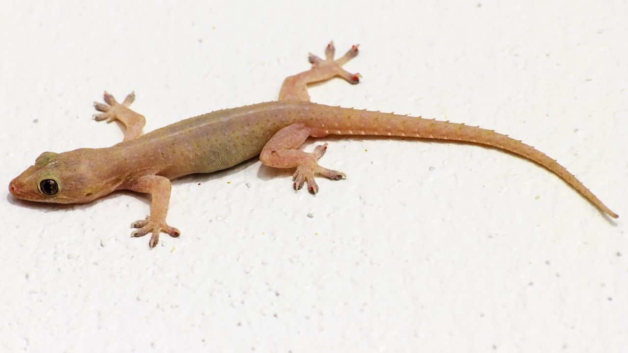 Get Rid of Cockroaches, Ants and Lizards Home Remedies (2)