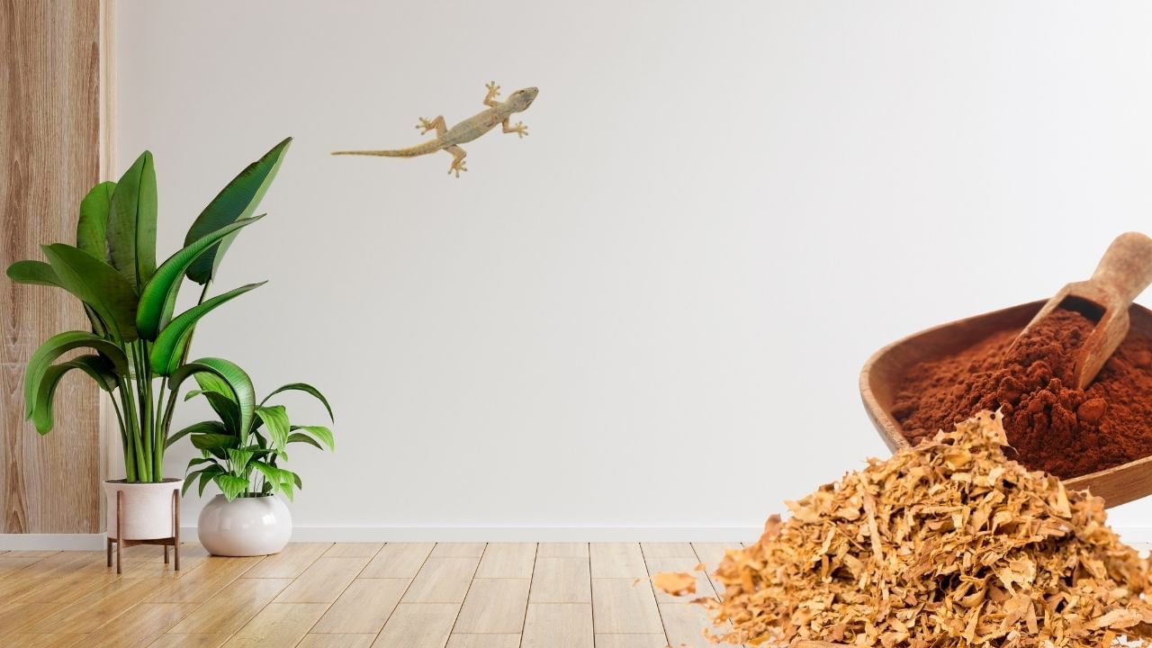 Get Rid of Cockroaches, Ants and Lizards Home Remedies (3)