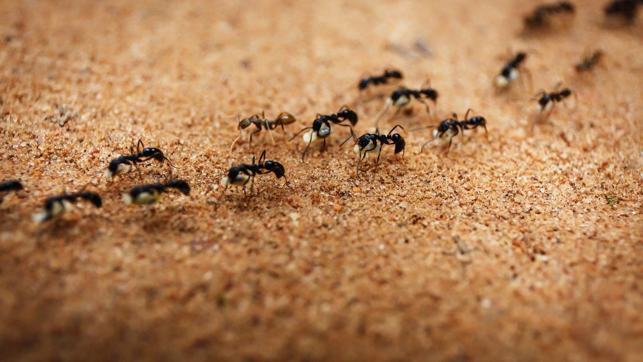 Get Rid of Cockroaches, Ants and Lizards Home Remedies (5)