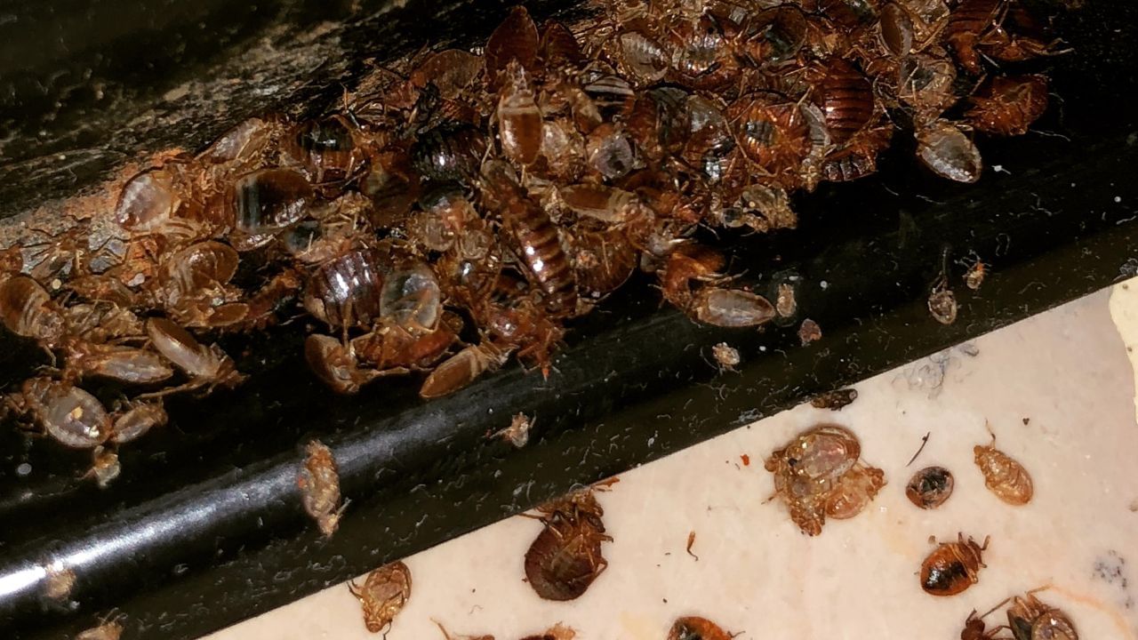 Get Rid of Cockroaches, Ants and Lizards Home Remedies (6)