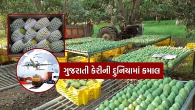 ગુજરાતમાંથી માત્ર વર્ષ 2024-25 દરમિયાન 856 મેટ્રિક ટનથી વધુ કેરીની નિકાસ કરવામાં આવી છે. જ્યારે છેલ્લા પાંચ વર્ષમાં કુલ 3,000 મેટ્રિક ટનથી વધુ કેરી દુનિયાના વિવિધ દેશોમાં, જેમાં અમેરિકા અને દક્ષિણ આફ્રિકા પણ શામેલ છે, નિકાસ કરવામાં આવી છે.