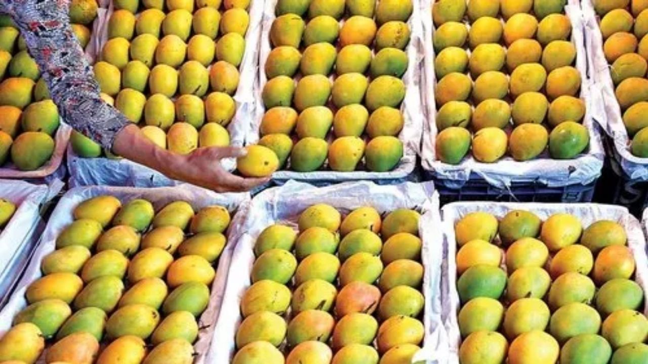 Gujarat Mango Exports Soar (2)