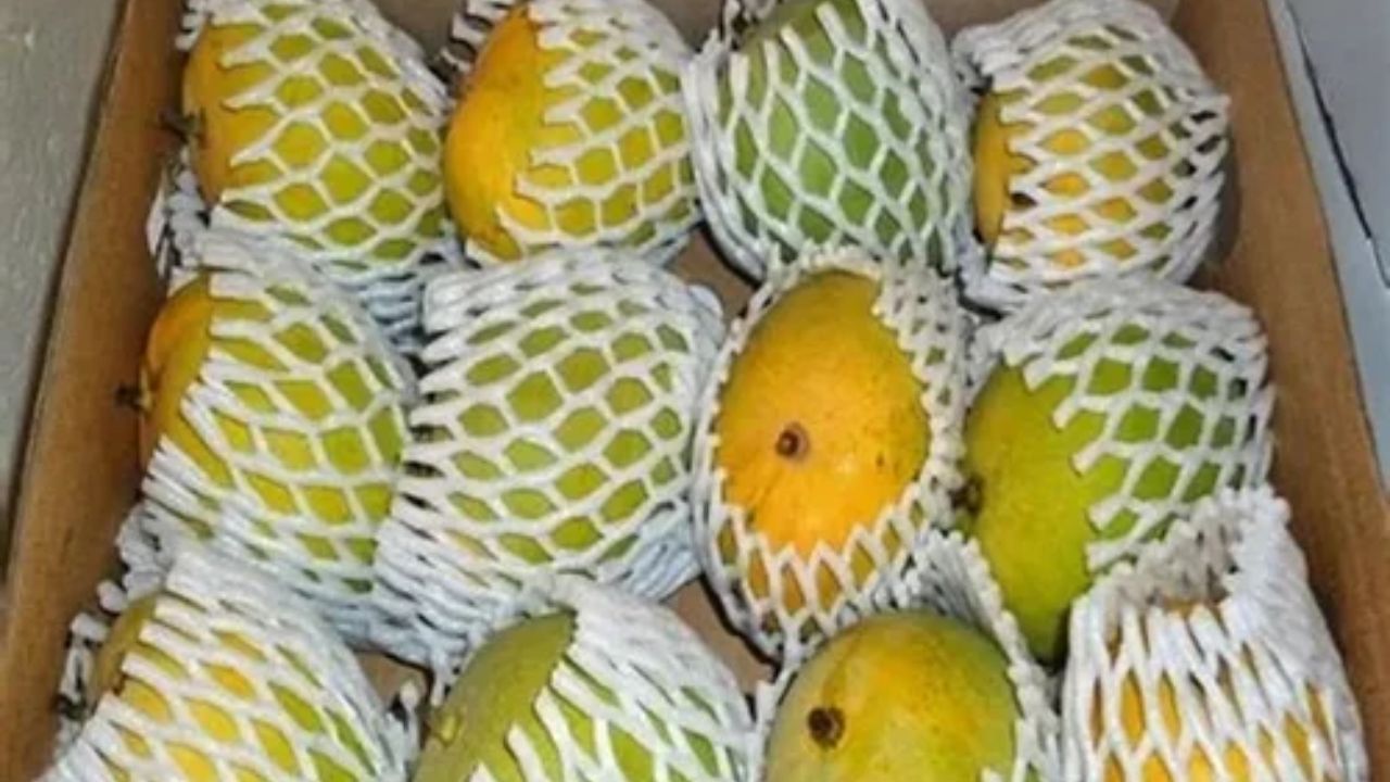 Gujarat Mango Exports Soar (6)