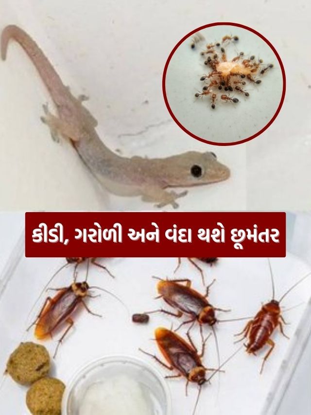 ઘરમાં ગંદકી ફેલાવતા ગરોળી, કીડી અને વંદા થશે છૂમંતર, જાણો રીત ઘરમાં ગંદકી ફેલાવતા ગરોળી, કીડી અને વંદા થશે છૂમંતર, જાણો રીત
