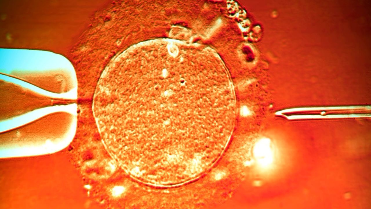 પ્રો. હયાશીએ કહ્યું કે લેબમાં શુક્રાણુ વિકસાવવામાં સાત વર્ષ લાગી શકે છે, એવું અનુભવાઈ રહ્યું છે કે સ્ત્રીઓના પ્રયત્નોથી શુક્રાણુ વિકસાવવા એક પડકાર છે. જોકે, તેમણે તેને અશક્ય કહ્યું નહીં. અન્ય નિષ્ણાતો પણ હયાશીના સમયમર્યાદા સાથે સંમત છે. એડિનબર્ગ યુનિવર્સિટીમાં કેન્સરથી પીડિત બાળકોમાં પુરુષ પ્રજનનક્ષમતાના સંરક્ષણ માટે સંશોધન કરી રહેલા પ્રોફેસર રોડ મિશેલે કહ્યું કે વિજ્ઞાન ઝડપથી વિકસી રહ્યું છે, અમને આશા છે કે અમે પાંચ કે દસ વર્ષમાં અંડાશય અને અંડકોષમાં લેબમાં બનાવેલા શુક્રાણુ અને ઇંડા જોઈ શકીશું.