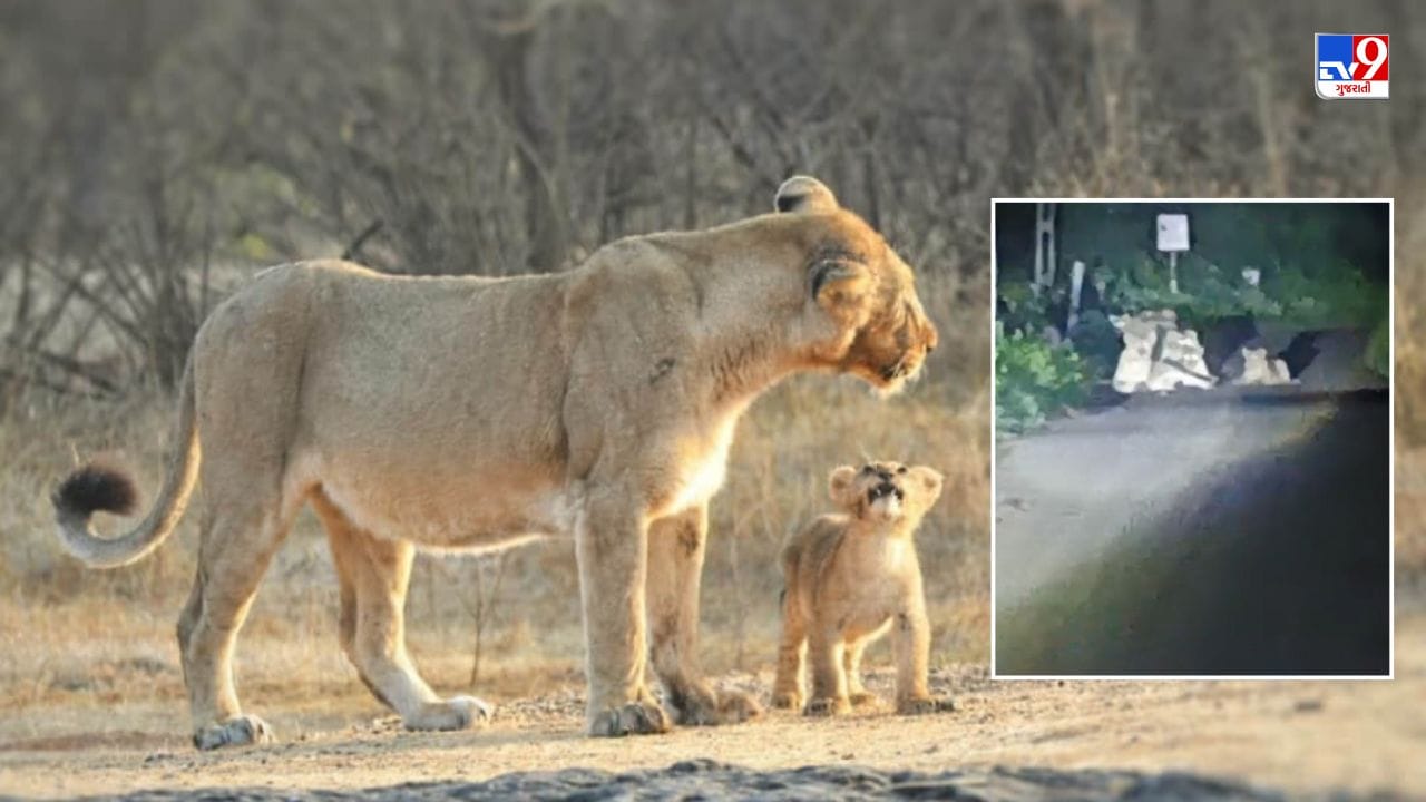 Gir Somnath : ઉના હાઈવે પાસે 2 સિંહણ 7 સિંહબાળ સાથે લટાર મારતી જોવા મળી, જુઓ Video Gir Somnath : ઉના હાઈવે પાસે 2 સિંહણ 7 સિંહબાળ સાથે લટાર મારતી જોવા મળી, જુઓ Video