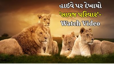 કોડીનાર હાઈવે પર દેખાયો 'સિંહ પરિવાર', વાહનચાલકો થંભી ગયા, વીડિયો થયો વાયરલ