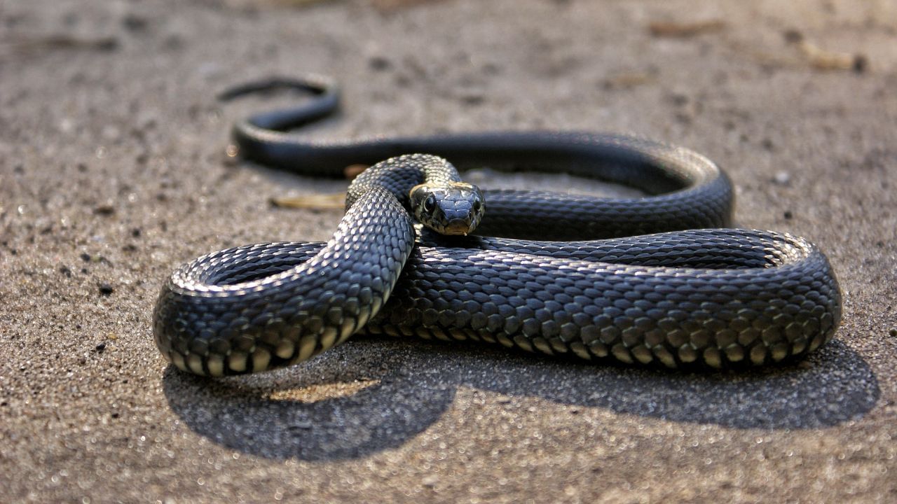 સ્વપ્ન શાસ્ત્ર અનુસાર, આ પવિત્ર મહિને જો સપનામાં કાળાં રંગનો સાપ દેખાય તો તે એ શુભ સંકેત માનવામાં આવે છે, અને ભગવાન શંકરના દૈવી આશીર્વાદનું પ્રતીક માનવામાં આવે છે. (Credits: - Canva)