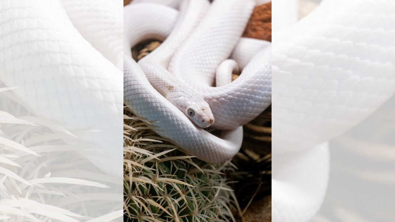 ધાર્મિક શાસ્ત્રો મુજબ શ્રાવણ મહિનામાં સફેદ સાપનું  સ્વપ્નમાં દેખાવું એ આશીર્વાદરૂપ સંકેત હોય છે, જે આર્થિક લાભ અને મહેનતના યોગ્ય ફળ મળવાનો સંકેત આપે છે. (Credits: - Canva)