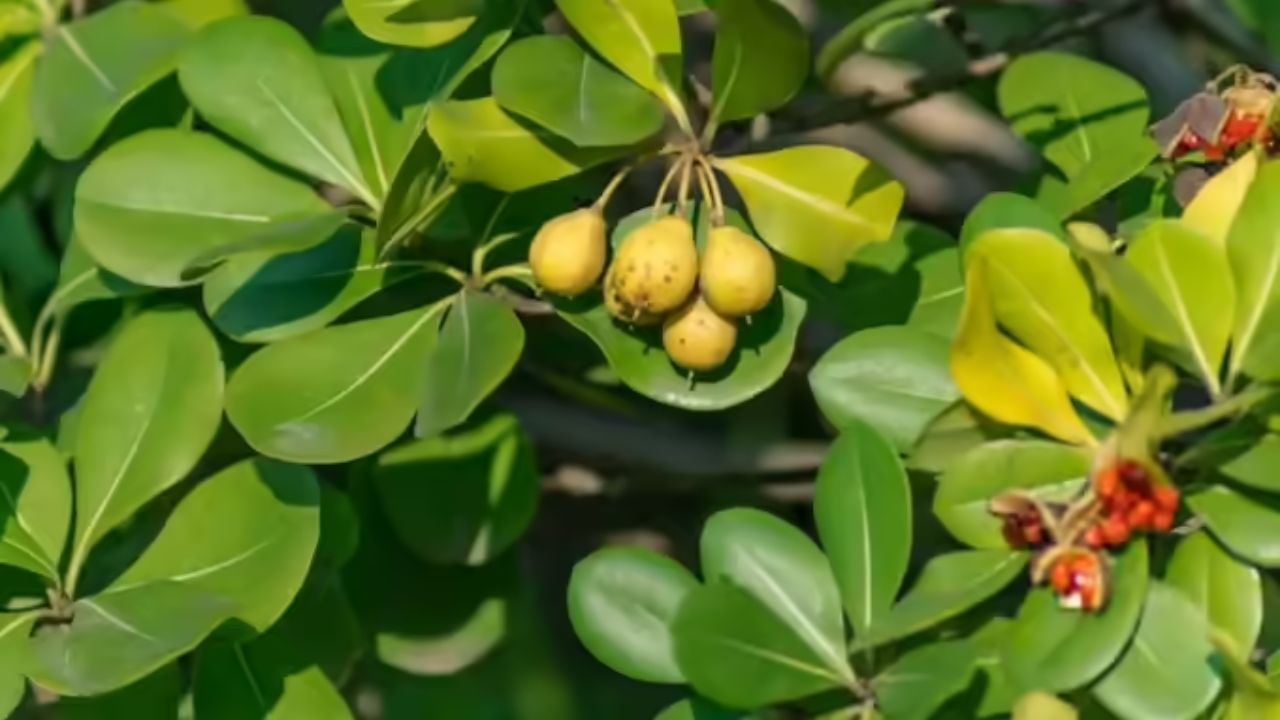  બિલ્વ ફળ અને તેના પાંદડા બંને તમારા ચયાપચયને સુધારવા અને ખાંડના સ્તરને નિયંત્રિત કરવામાં ખૂબ જ સારી રીતે કામ કરે છે. જો તમે તમારા ગ્લુકોઝ સ્તરને નિયંત્રિત કરો છો અને તમારું ચયાપચય સારું રહે છે તો વજન ઘટાડવું સરળ છે.