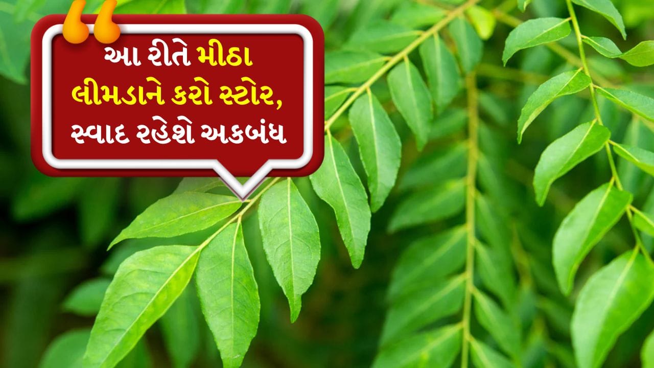 દાળમાં મસાલા ઉમેરવા હોય કે સાંભારના સ્વાદમાં સુગંધ ઉમેરવા હોય, મીઠા લીમડા વગર મજા અધૂરી રહે છે. આ આપણા દેશી રસોડાની સુપર વસ્તુ છે, જે ફક્ત સ્વાદ જ નહીં પણ સ્વાસ્થ્યનો ખજાનો પણ છે. તેમાં ઘણા પોષક તત્વો જોવા મળે છે. સૌથી ખાસ વાત એ છે કે સૂકાયા પછી પણ તેના ઔષધીય ગુણો અકબંધ રહે છે. 
