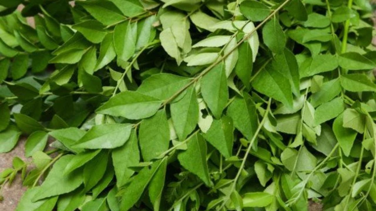 ટ્રિક્સ 2: એર ફ્રાયર અથવા માઇક્રોવેવમાં લીમડાના પાન ક્રિસ્પી બનાવો : લીમડાના પાનને સ્વચ્છ પાણીથી ધોઈને સારી રીતે સૂકવી લો. હવે તેમને એર ફ્રાયર, OTG અથવા માઇક્રોવેવમાં ફક્ત 2 મિનિટ માટે રાખો. આનાથી લીમડાના પાન ક્રિસ્પી, ક્રન્ચી અને સુગંધિત બનશે, તેઓ લાંબા સમય સુધી ઉપયોગમાં લઈ શકાય છે.