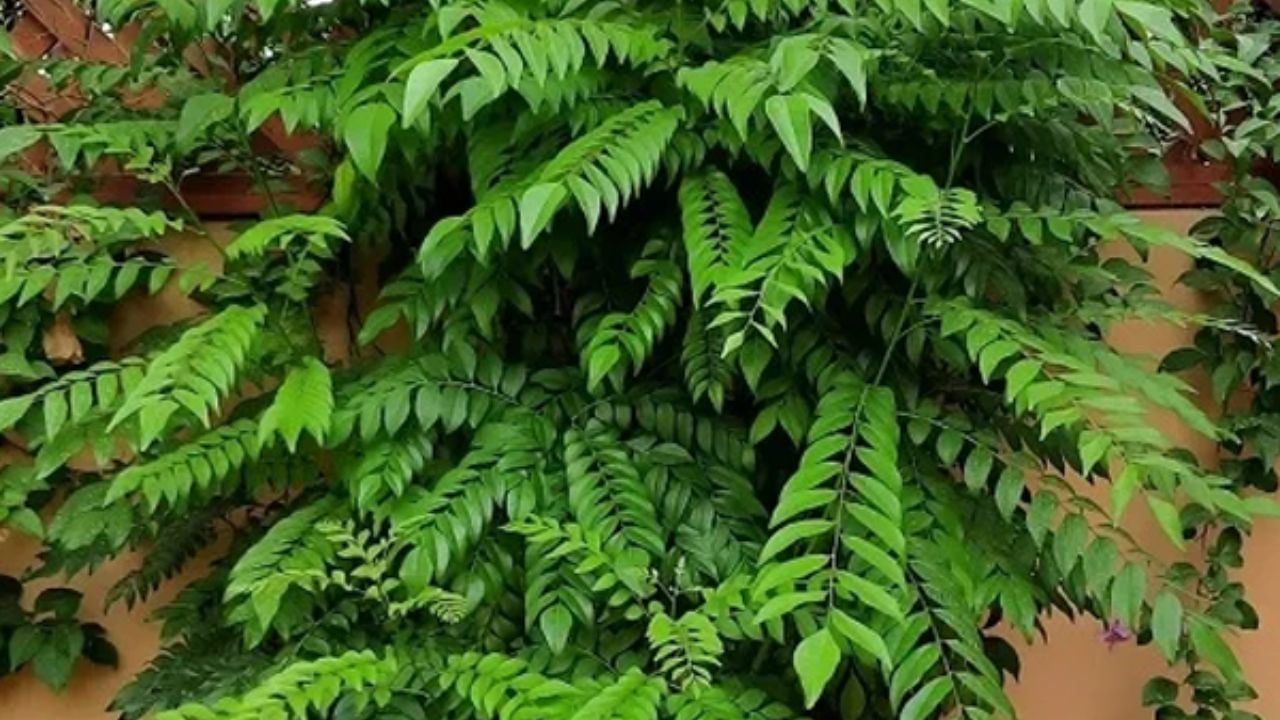 આ હેક શા માટે અદ્ભુત છે - કોઈપણ તેલ કે રસાયણ વિના, પાંદડા કુદરતી રીતે સુકાઈ જાય છે. તમે તેમને એક વર્ષ સુધી સ્ટોર કરી શકો છો, ફક્ત તેમને હવાચુસ્ત જારમાં રાખો. જેમ જેમ તમે તેમને ટેમ્પરિંગમાં ઉમેરો છો, સુગંધ અને સ્વાદ પાછો આવે છે. તમે હિંગ, સરસવ અને લીમડાના પાન મિક્સ કરીને ઇન્સ્ટન્ટ તડકા મસાલો પણ બનાવી શકો છો.
