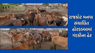 રાજકોટમાં મનપા સંચાલિત ઢોર ડબ્બામાં ગાયોની દુર્દશા, જાળવણીના અભાવે ગંદકી, કાદવ, કીચડનું સામ્રાજ્ય, કોંગ્રેસે લગાવ્યો બેદરાકારીનો આરોપ
