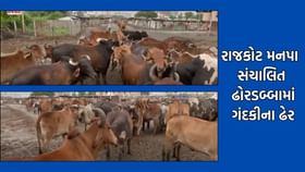 રાજકોટમાં મનપા સંચાલિત ઢોર ડબ્બામાં કાદવ, કિચડ, ગંદકી વચ્ચે રખાઈ ગાયો રાજકોટમાં મનપા સંચાલિત ઢોર ડબ્બામાં કાદવ, કિચડ, ગંદકી વચ્ચે રખાઈ ગાયો
