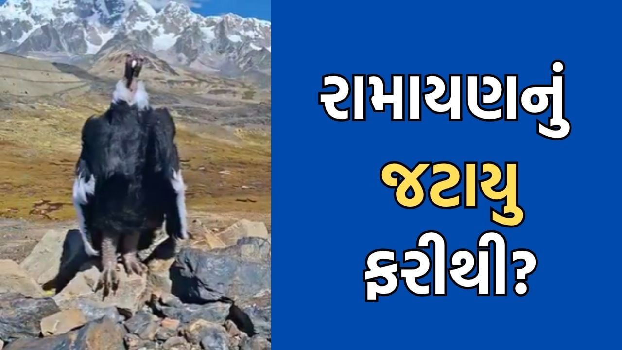 'જય શ્રી રામ'- રામાયણ યુગમાં જોવા મળેલુ જટાયુ રસ્તા પર જોવા મળ્યુ, લોકોએ આ પક્ષીરાજ સાથે સેલ્ફી લેવા કરી પડાપડી- જુઓ Video