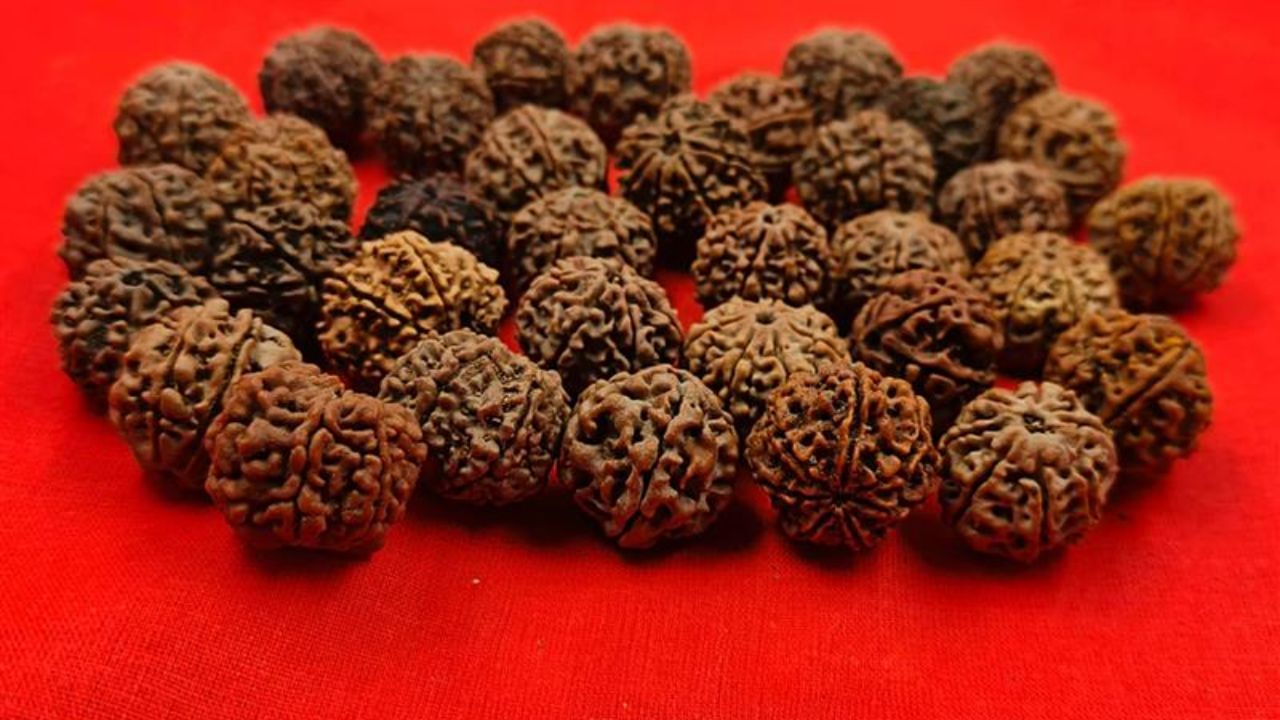 પાણીમાં નાખવાથી અસલી રુદ્રાક્ષ ડૂબી જાય છે. જ્યારે નકલી રુદ્રાક્ષ પાણી પર તરે છે. અસલી રુદ્રાક્ષને ઓળખવા માટે, જો કોઈ ધારવાળી વસ્તુથી ઘસવામાં આવશે અને તેમાંથી કોઈ રેસા નીકળશે, તો તે અસલી રુદ્રાક્ષ છે. નકલી રુદ્રાક્ષ પાણીમાં તરે છે અને અસલી રુદ્રાક્ષ પાણીમાં નીચે તળિયે બેસી જાય છે.