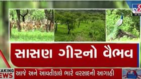 સાસણ ગીરમાં સોળે કળાએ ખીલી પ્રકૃતિ, જંગલમાંથી સામે આવ્યા મનમોહક દૃશ્યો સાસણ ગીરમાં સોળે કળાએ ખીલી પ્રકૃતિ, જંગલમાંથી સામે આવ્યા મનમોહક દૃશ્યો