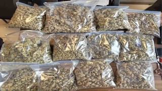 થાઈલેન્ડમાંથી હાઇબ્રિડ ગાંજાની દાણચોરી, ગુજરાત બીજા નંબરે, કેન્દ્ર સરકારે ઉઠાવ્યો મુદ્દો