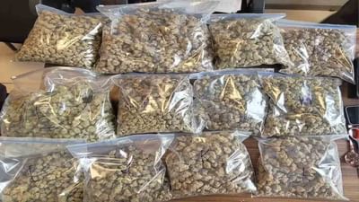 થાઈલેન્ડમાંથી હાઇબ્રિડ ગાંજાની દાણચોરી, ગુજરાત બીજા નંબરે, કેન્દ્ર સરકારે ઉઠાવ્યો મુદ્દો