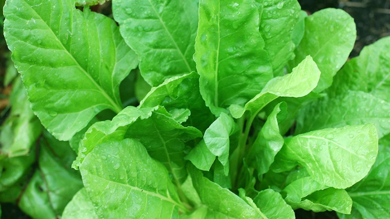 પાલક (Spinach) - આયર્ન અને નાઈટ્રેટથી ભરપૂર- પાલકમાં આયર્ન, ફોલિક એસિડ અને નાઈટ્રેટ ભરપૂર માત્રામાં હોય છે, જે લોહીને શુદ્ધ કરવામાં, સ્નાયુઓમાં ઓક્સિજન પહોંચાડવામાં અને ધમનીઓ ખોલવામાં મદદ કરે છે. નાઈટ્રેટ શરીરમાં પ્રવેશ કરે છે અને નાઈટ્રિક ઓક્સાઇડમાં ફેરવાય છે, જે રક્ત પ્રવાહમાં સુધારો કરે છે અને હૃદયમાં અવરોધનું જોખમ ઘટાડે છે. પાલકનું શાક, સૂપ અથવા રસ તરીકે સેવન કરો.