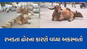 ભાવનગરમાં રસ્તા પર અડીંગો જમાવીને બેસતા ઢોરોના કારણે વધ્યા અકસ્માતો ભાવનગરમાં રસ્તા પર અડીંગો જમાવીને બેસતા ઢોરોના કારણે વધ્યા અકસ્માતો