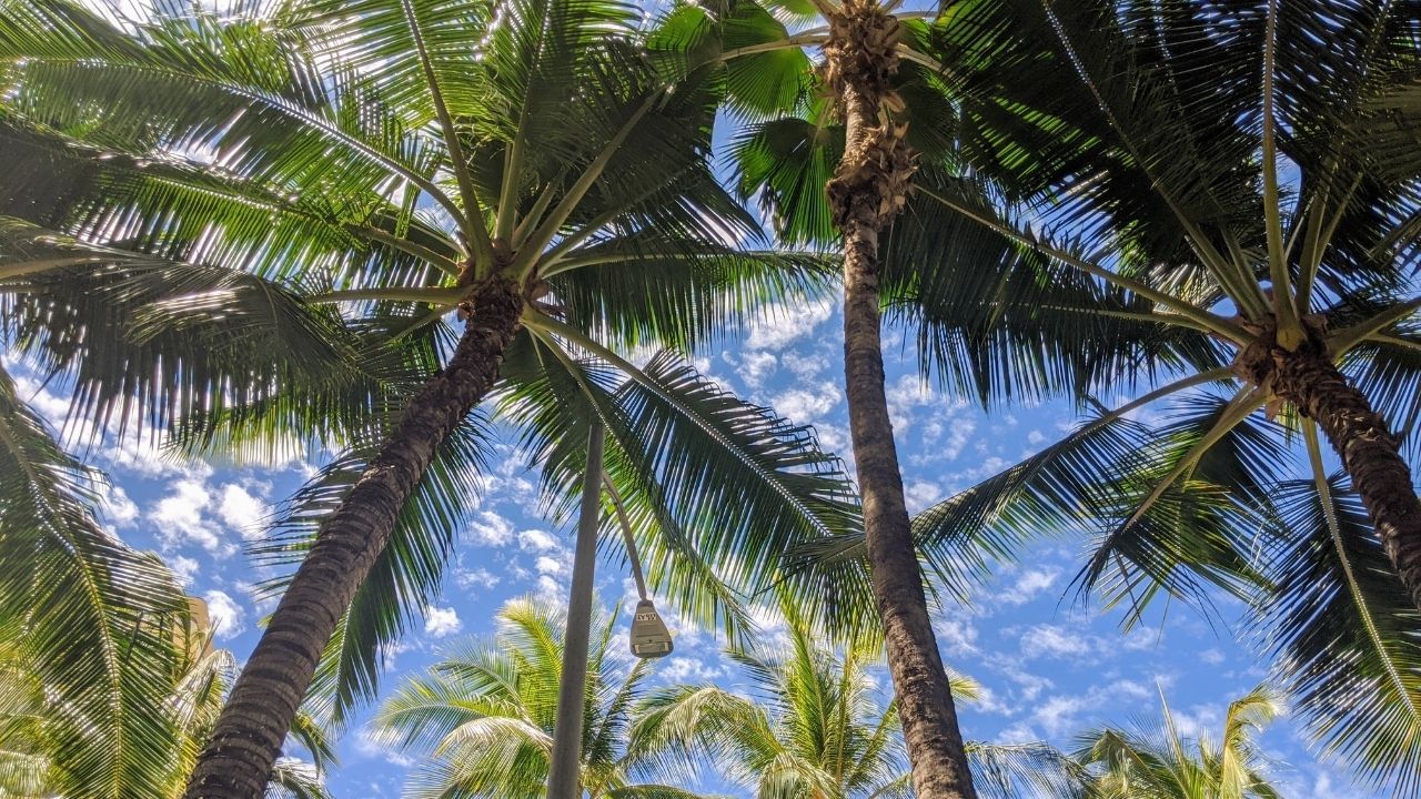 IATA અનુસાર, નારિયેળ અથવા કોપરાનો પાવડર તણખાથી સળગી શકે છે. આ ફળની છાલ પણ આગનું જોખમ ઊભું કરી શકે છે.