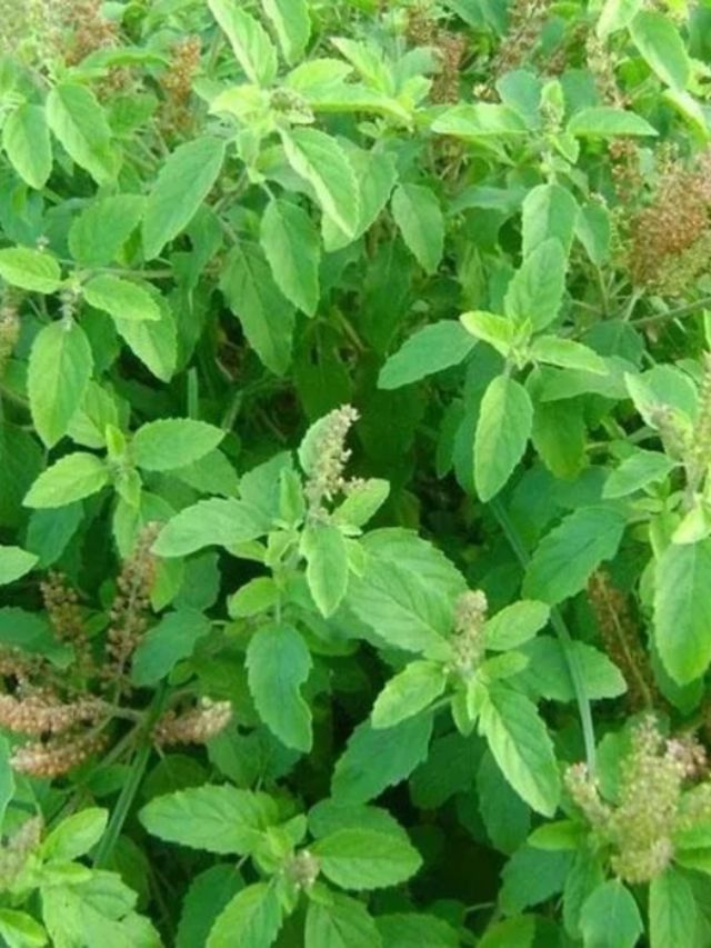 Plant In Pot : શું તમારા તુલસીના છોડમાં પણ જંતુઓ છે ? આ ટીપ્સ અપનાવો Plant In Pot : શું તમારા તુલસીના છોડમાં પણ જંતુઓ છે ? આ ટીપ્સ અપનાવો