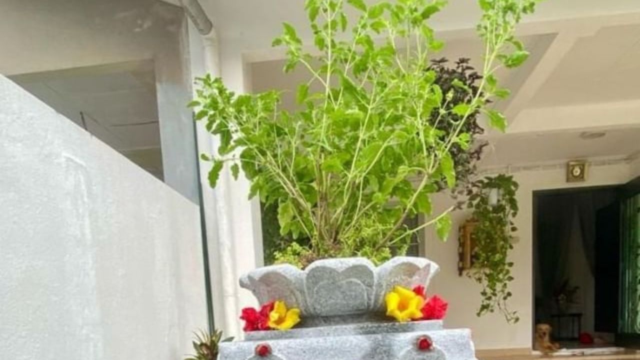 ઘણા ધાર્મિક ગ્રંથોમાં તુલસીના કેટલાક ખાસ ઉપાયોનો ઉલ્લેખ કરવામાં આવ્યો છે, જે દેવાથી મુક્તિ મેળવવામાં મદદરૂપ માનવામાં આવે છે. ઉદાહરણ તરીકે, પાણીમાં તુલસીના પાન ઉમેરીને સ્નાન કરવાથી અથવા તુલસીના છોડ પાસે દીવો પ્રગટાવવાથી દેવાથી મુક્તિ મળી શકે છે.