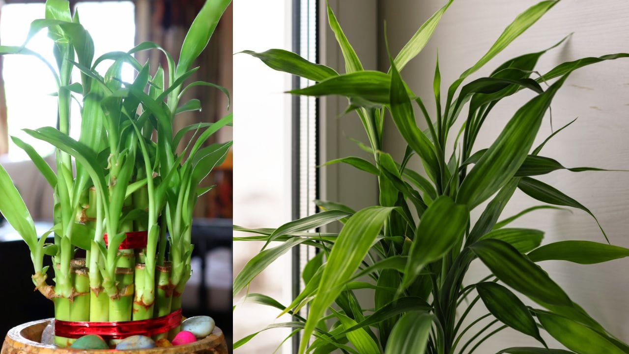 ઘણાં લોકો તેમના ઘરો અને કાર્યસ્થળોને શોભાવવાનાં તેમજ શાંત અને આનંદદાયક વાતાવરણ બનાવવા માટે વાંસના છોડ વાવે છે. વાસ્તુશાસ્ત્રના મત અનુસાર પણ આ છોડને વિશેષ સ્થાન આપવામાં આવ્યું છે. એવું માનવામાં આવે છે કે તેની હાજરીથી આસપાસની નકારાત્મક ઊર્જાનો નાશ થાય છે અને ઘરમાં સકારાત્મકતા ઉર્જાનો સંચાર થાય છે. ( Credits: Getty Images )