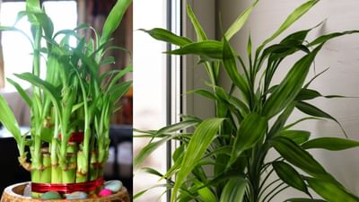 ઘણાં લોકો તેમના ઘરો અને કાર્યસ્થળોને શોભાવવાનાં તેમજ શાંત અને આનંદદાયક વાતાવરણ બનાવવા માટે વાંસના છોડ વાવે છે. વાસ્તુશાસ્ત્રના મત અનુસાર પણ આ છોડને વિશેષ સ્થાન આપવામાં આવ્યું છે. એવું માનવામાં આવે છે કે તેની હાજરીથી આસપાસની નકારાત્મક ઊર્જાનો નાશ થાય છે અને ઘરમાં સકારાત્મકતા ઉર્જાનો સંચાર થાય છે. ( Credits: Getty Images )