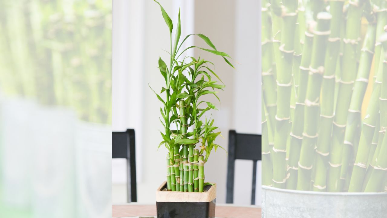 જ્યારે વાંસનો છોડ યોગ્ય સ્થાન પર મુકવામાં આવે છે ત્યારે તે ઘરના વાતાવરણમાં હકારાત્મક ઉર્જાનો સંચાર થાય છે. જે ઘરના સૌભાગ્ય અને શાંતિને બળ આપે છે. આ છોડ એવા શુભ ફળ આપી શકે છે કે જેના કારણે પરિવારના જીવનમાં આનંદ અને સમૃદ્ધિનો પ્રવેશ થાય છે. ( Credits: Getty Images )